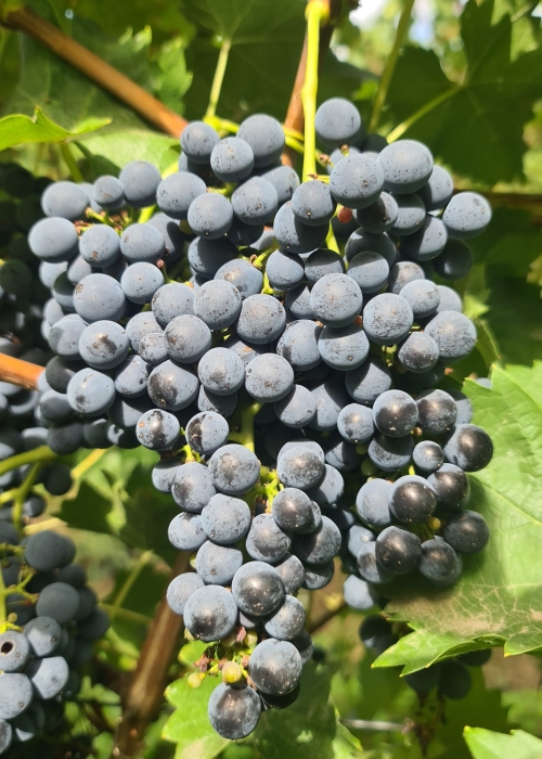 Cabertin 20260901 122239
